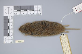 Media type: image;   Mammalogy 1290 Description: digital photo of skin;  Aspect: dorsal